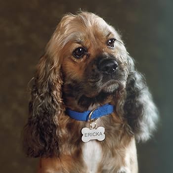 Medaglietta Personalizzabile per Cani e Gatti "FINDME"