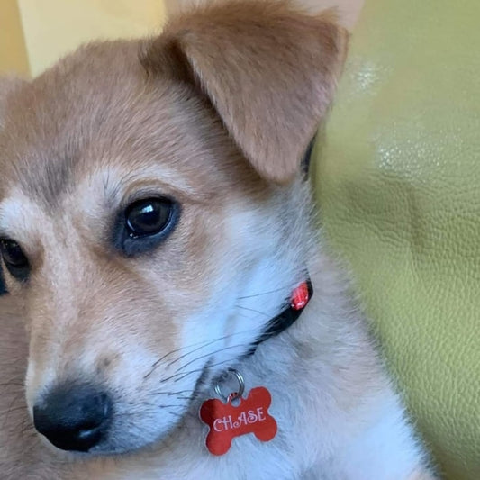 Medaglietta Personalizzabile per Cani e Gatti "FINDME"